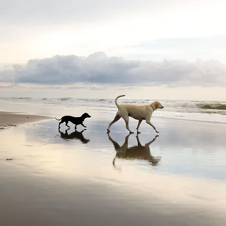 Peasholm Place - Hot Tub Hire At Additional Cost Available - Overlooking Peasholm Park - Near And North Bay Amenities بيت للعطل سكرابورو